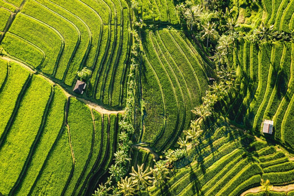 photographie paysage voyage rizières Jatiluwih UNESCO Bali Indonesie aurélien papa
